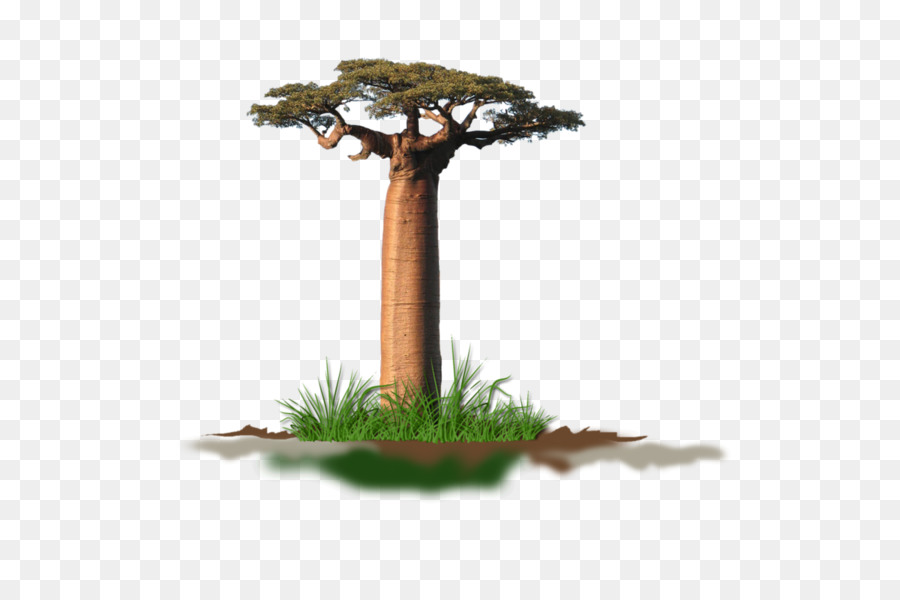 Adansonia Digitata Arbre La Savane Png Adansonia Digitata Arbre La Savane Transparentes Png Gratuit