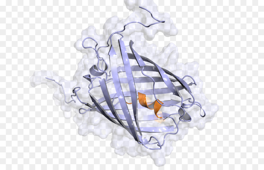 Structure Des Protéines，Molécule PNG