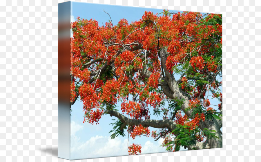 Fleurs Rouges，Fleurir PNG