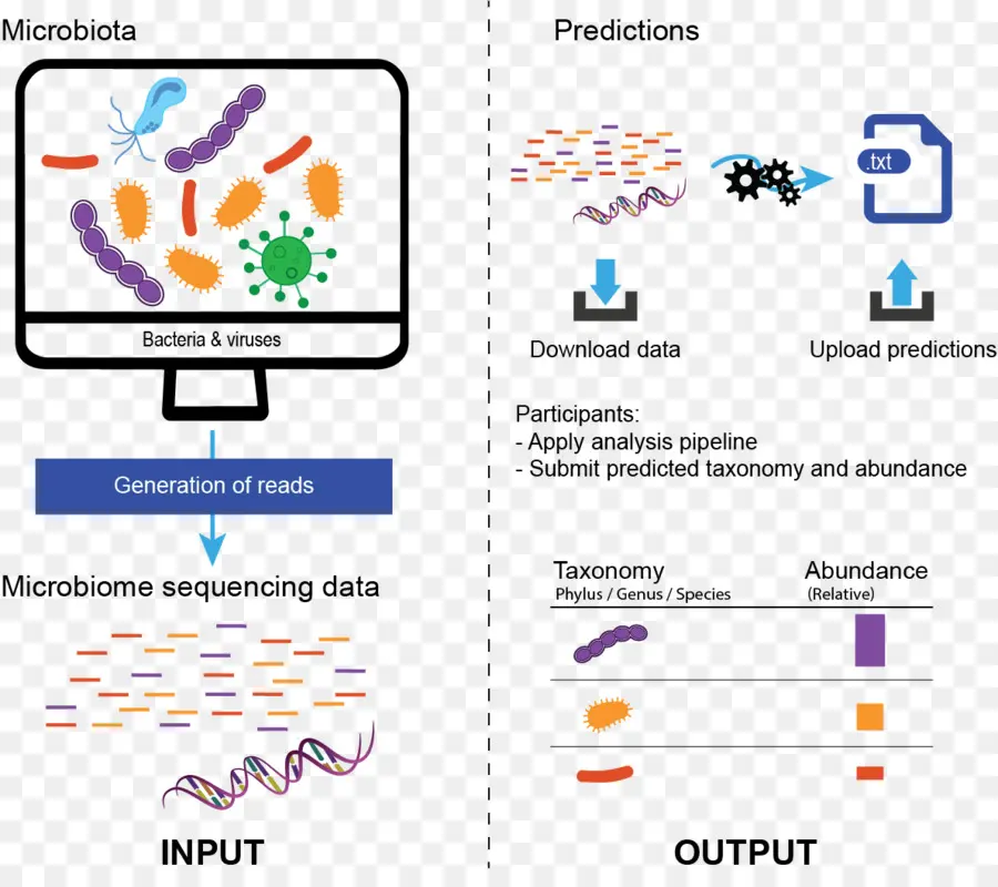 Microbiote，Bactéries PNG