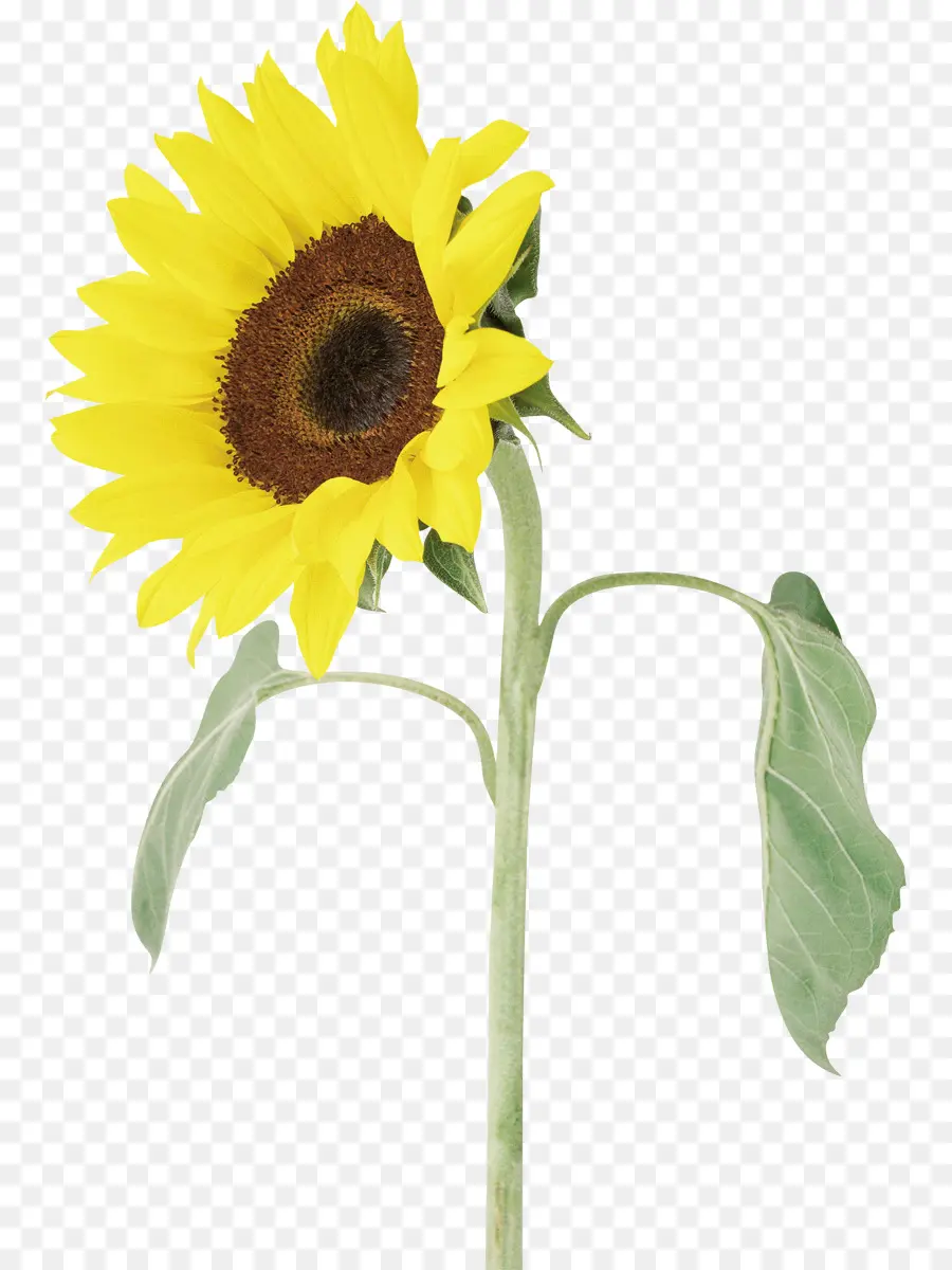 Tournesol，Jaune PNG