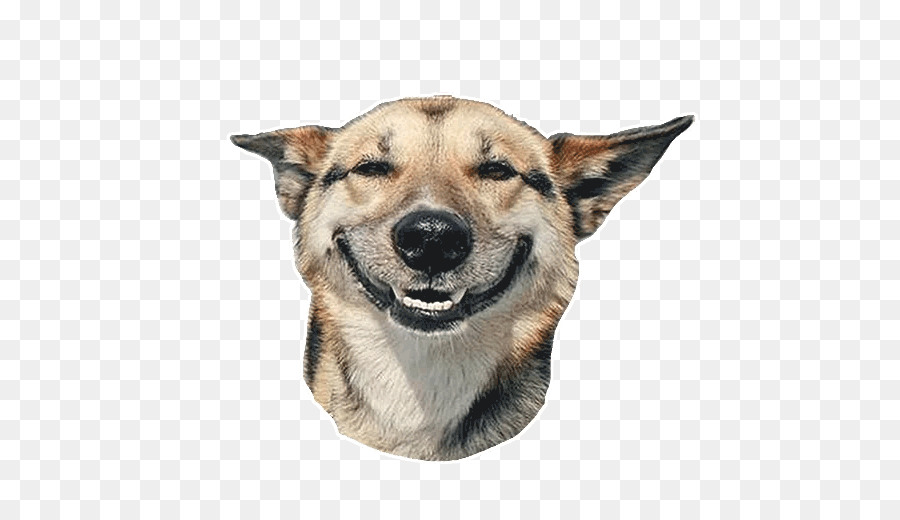 Chat，Chiot PNG