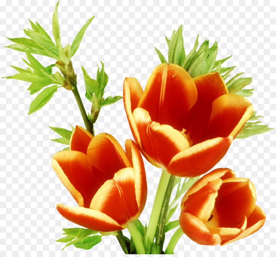 Tulip，Fleur PNG