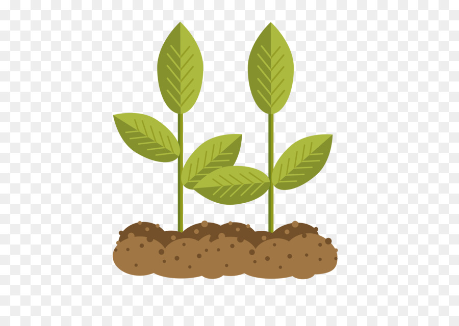 Plante Verte，Feuilles PNG