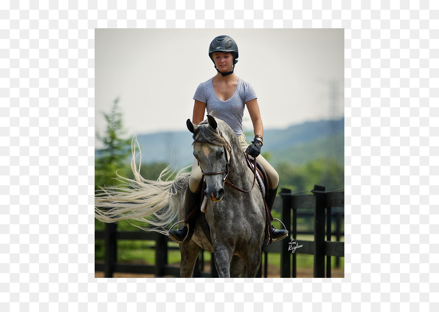 Cheval Arabe，Siège De Chasse PNG