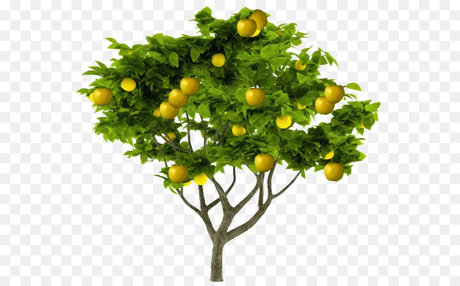 Citron，Arbre PNG