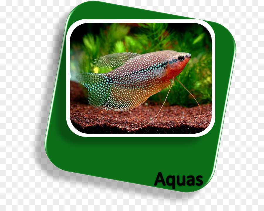 Aquarium De Sagara，Poissons Tropicaux PNG