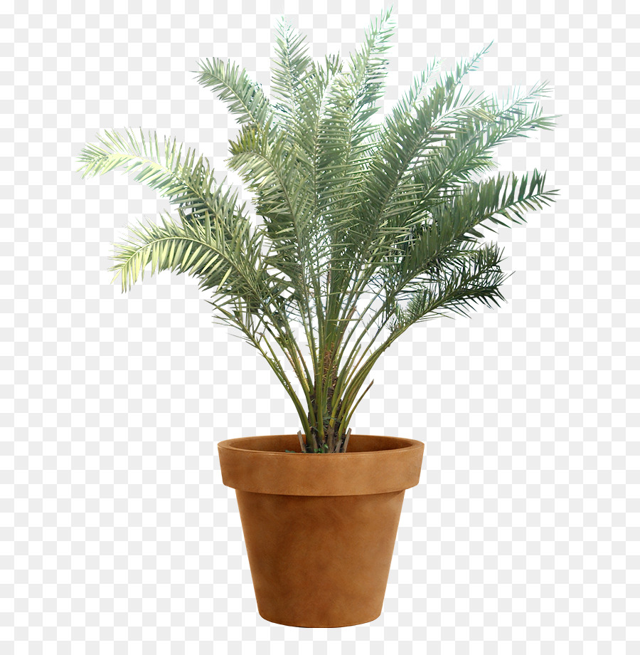 Plante En Pot，Pot PNG