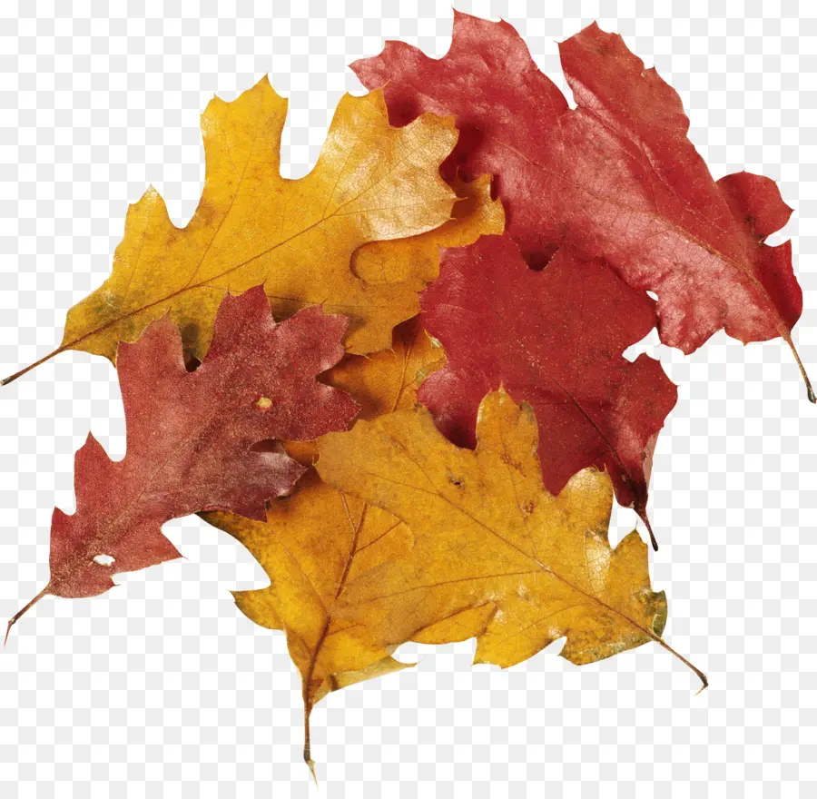 Feuilles D'automne，Automne PNG