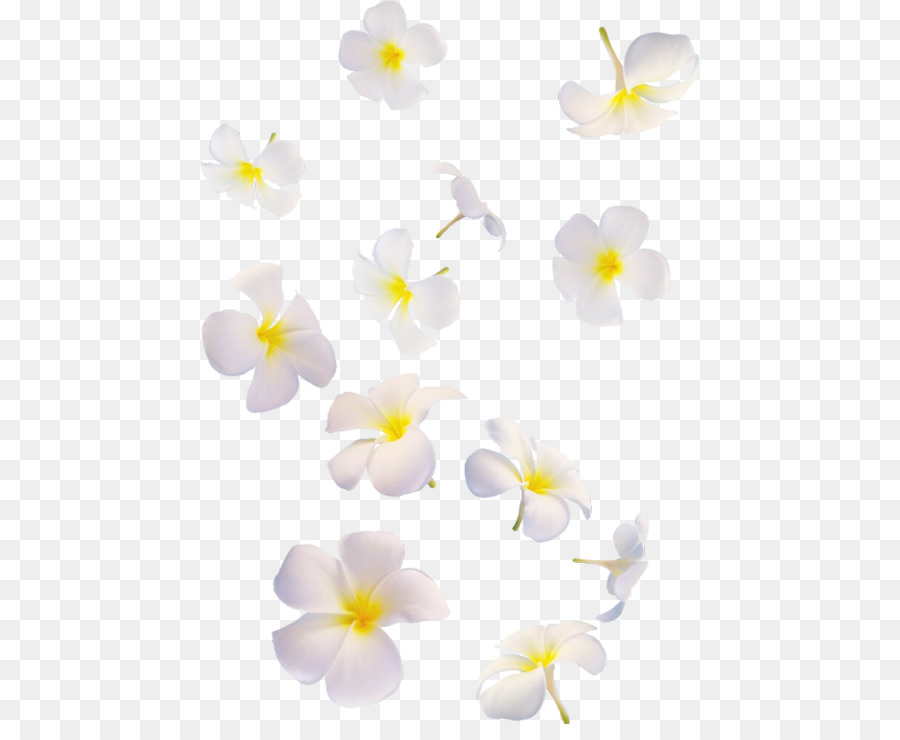 Fleurs Blanches，Fleurir PNG