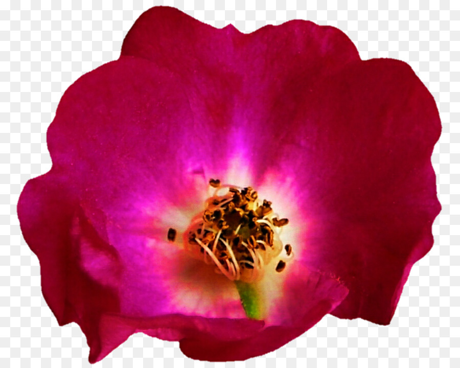 Rose M，Plante Annuelle PNG