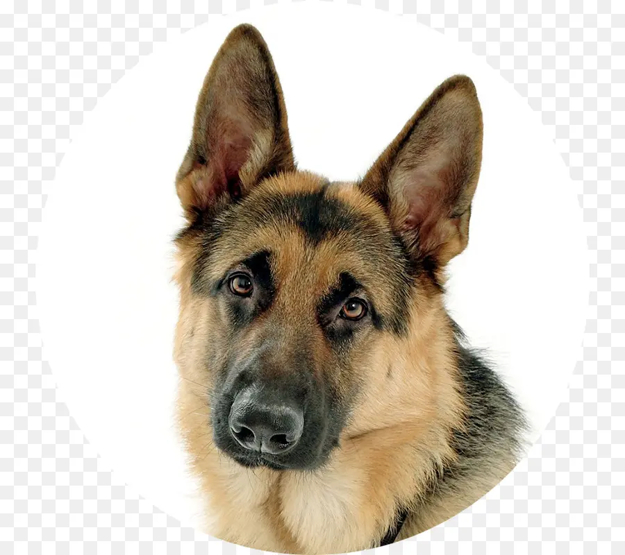 Berger Allemand，Chien PNG