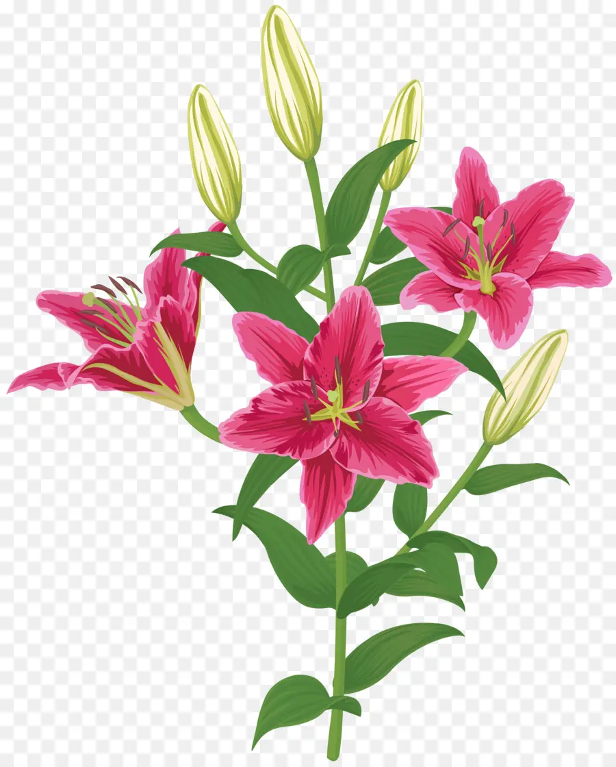 Lily Orientaux，Fleur PNG