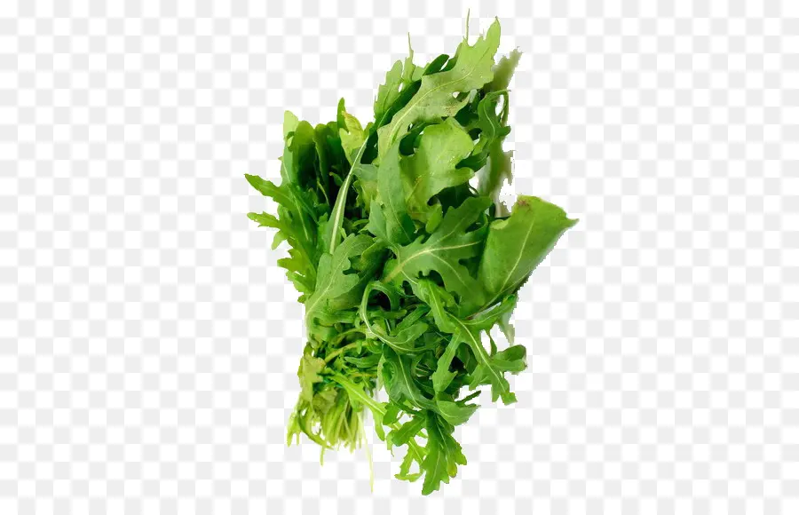 Roquette，Vert PNG