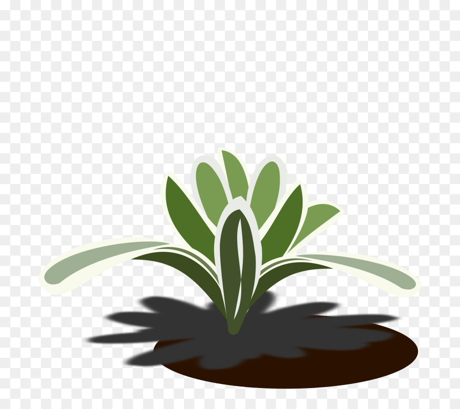 Plante Verte，Feuilles PNG