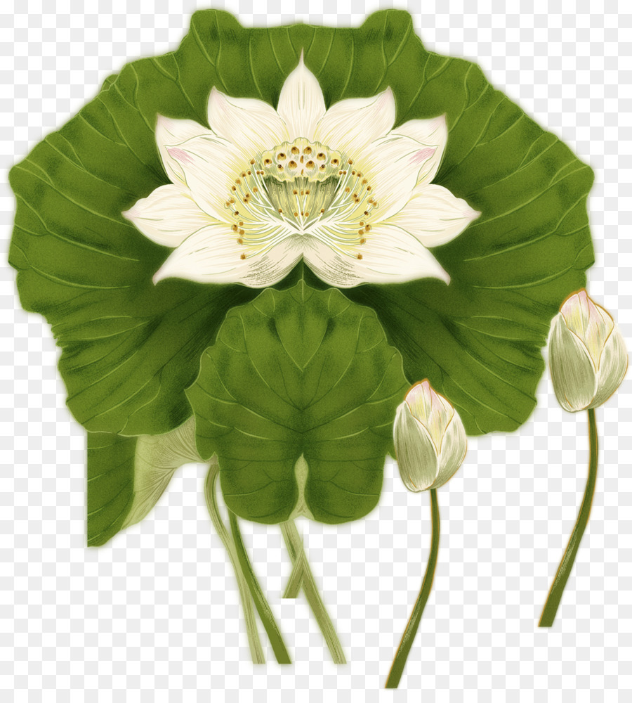 Nelumbo Nucifera，Lavis à L Encre De Peinture PNG