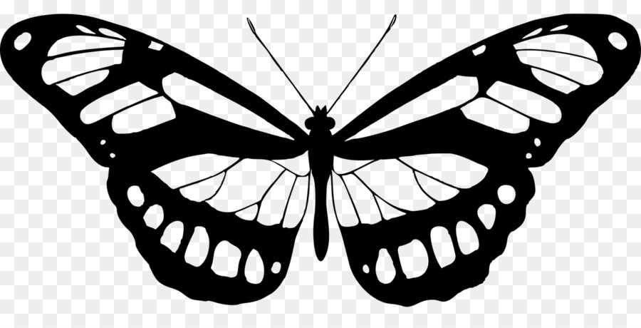 Papillon Noir Et Blanc，Ailes PNG