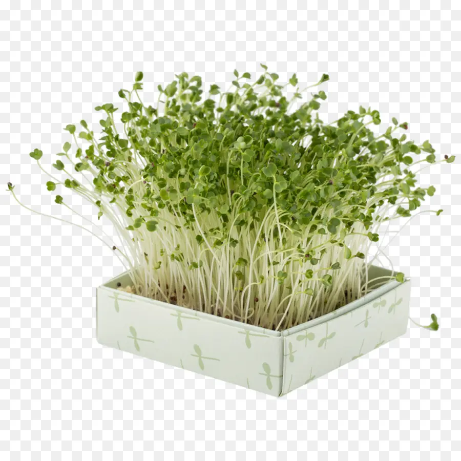 Flowerpot，Mollerup PNG