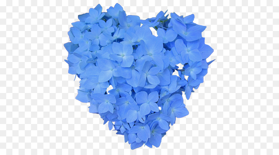 Fleurs D'hortensia Bleues，Fleurir PNG