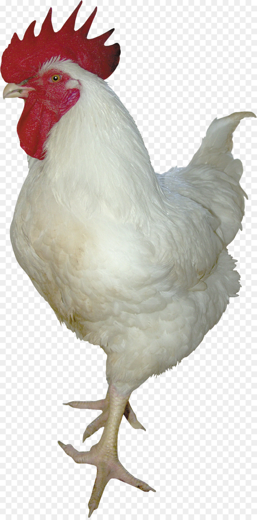 Poulet Brun，Poule PNG