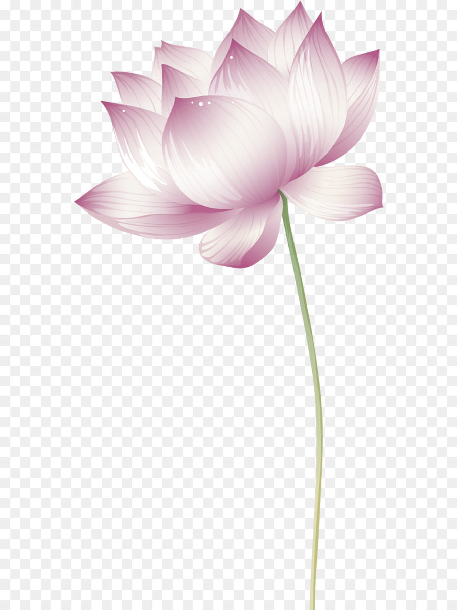 Fleur De Lotus Rose，Fleurir PNG