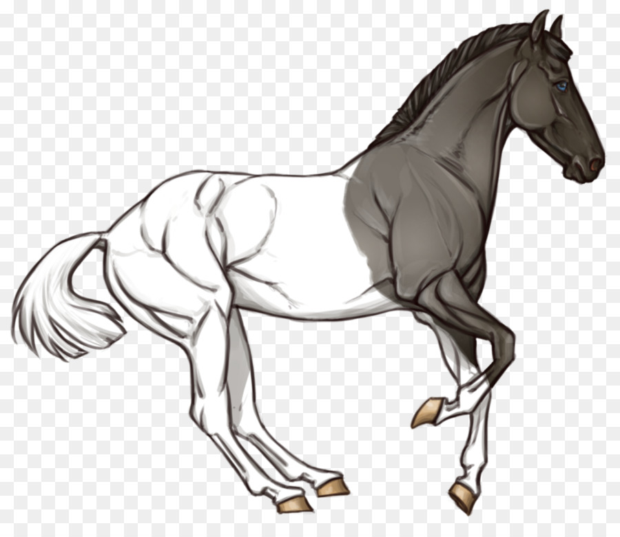 Cheval，équidé PNG