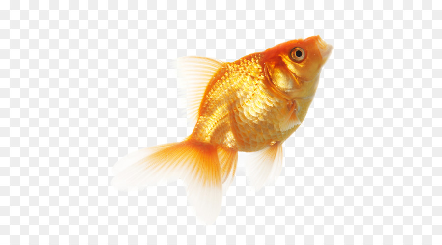 Poisson，Aquatique PNG