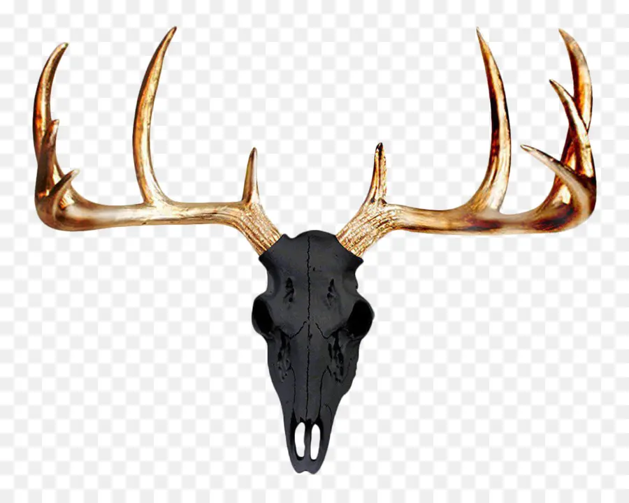 Cerf，L Andouiller PNG