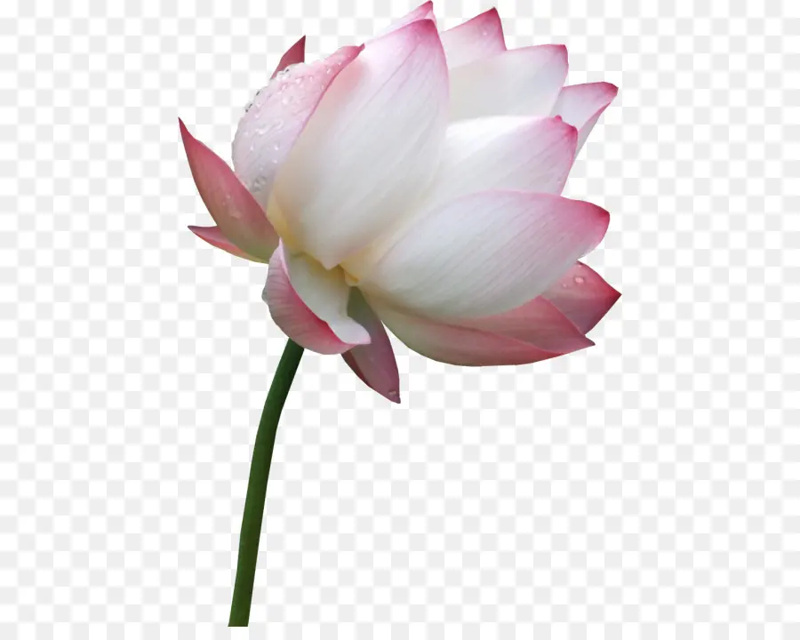 Fleur De Lotus Rose，Fleurir PNG