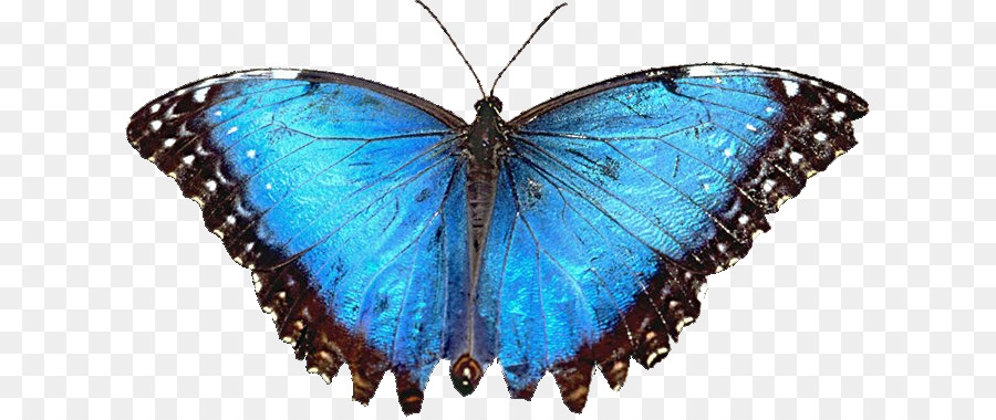 Papillon Noir，Ailes PNG