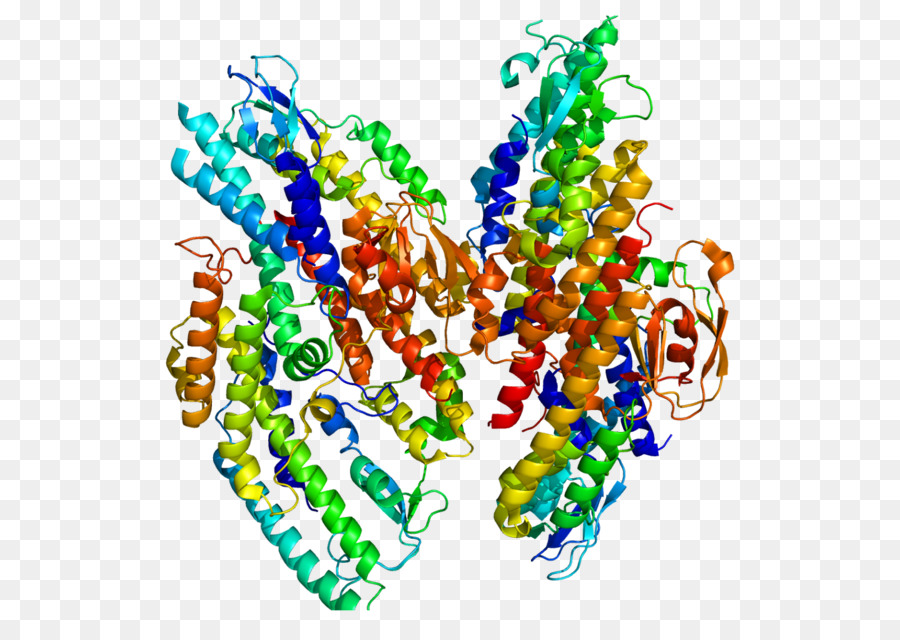 Structure Des Protéines，Molécule PNG