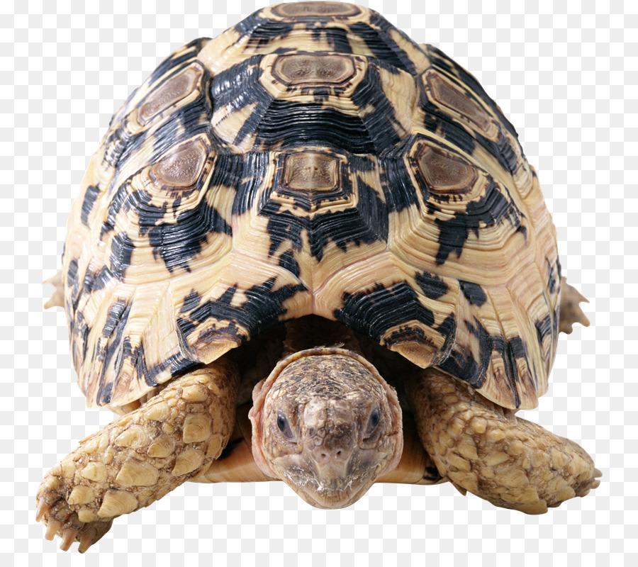 Tortue，Reptile PNG