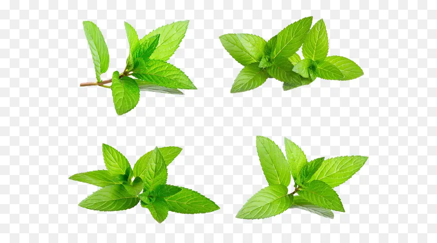 Feuilles De Menthe Verte，Herbe PNG