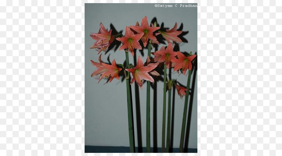 Amaryllis，Jersey Lily PNG