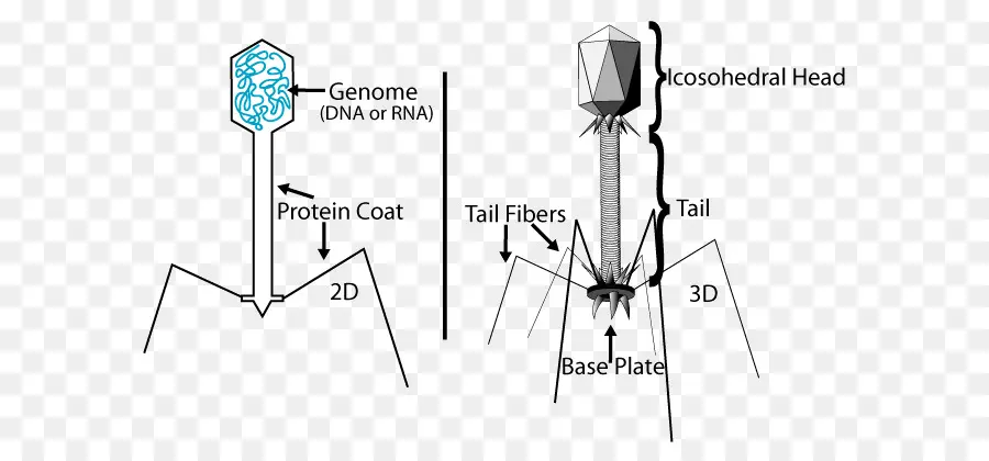 Bactériophage，Virus PNG