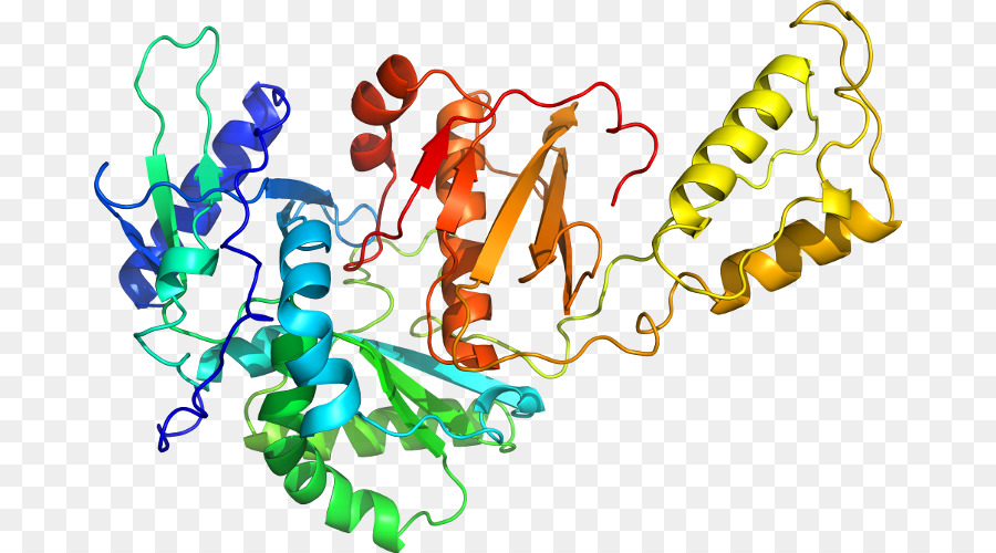 Structure Des Protéines，Molécule PNG