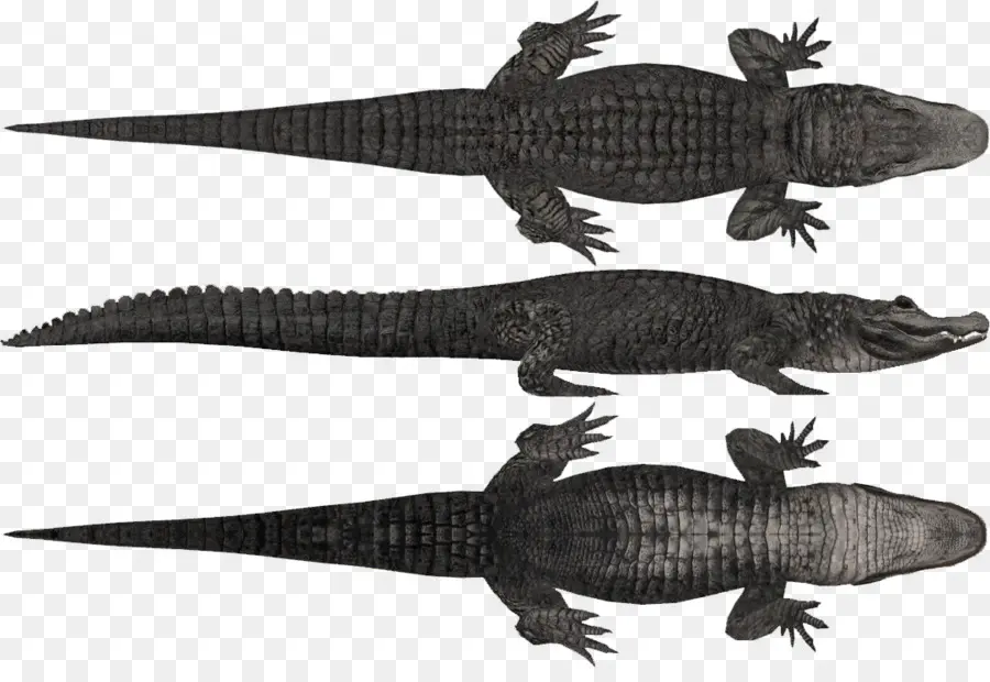 Crocodile，Zoo Tycoon 2 Dino Danger Pack PNG