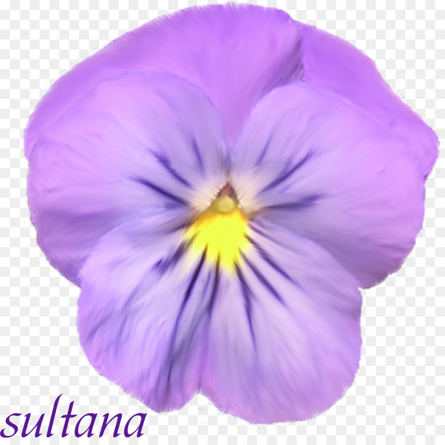 Pensée，Violet PNG