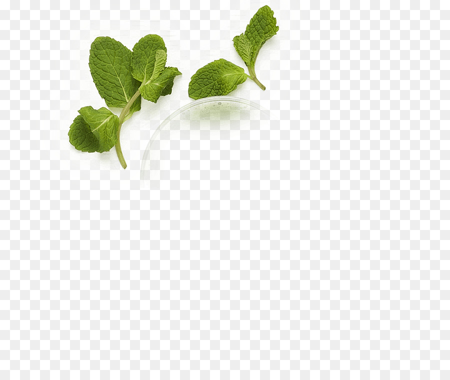 Feuille，Herbe PNG