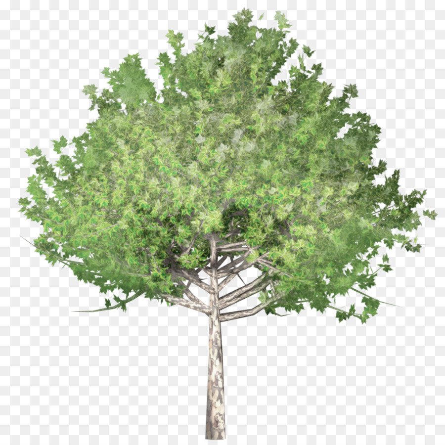 Arbre，Feuilles PNG