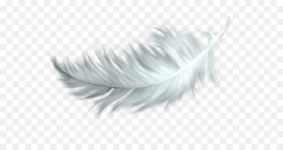 Plume，Blanc PNG