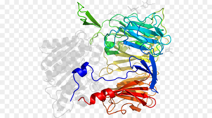 Structure Des Protéines，Biologie PNG