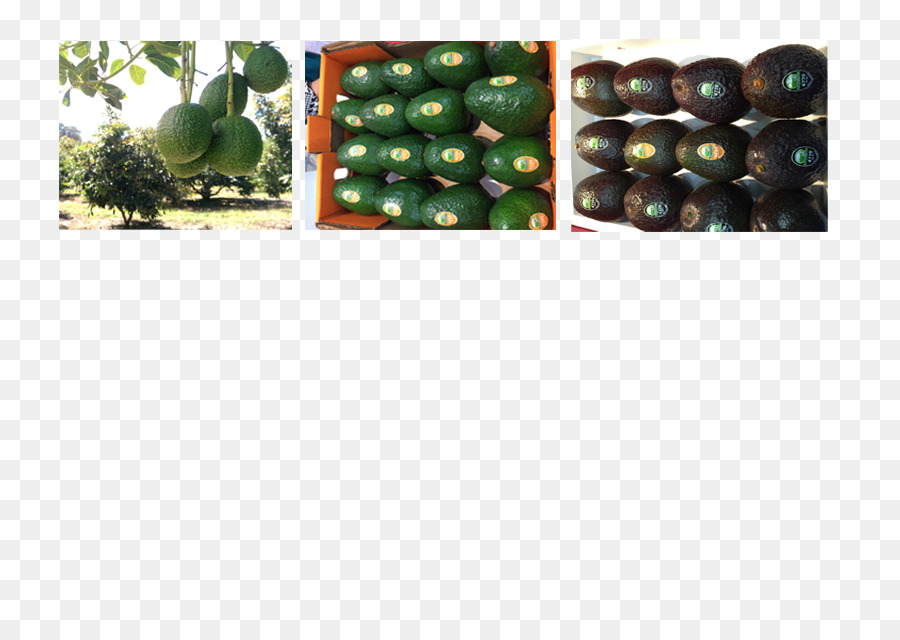 Perle，Fruits PNG