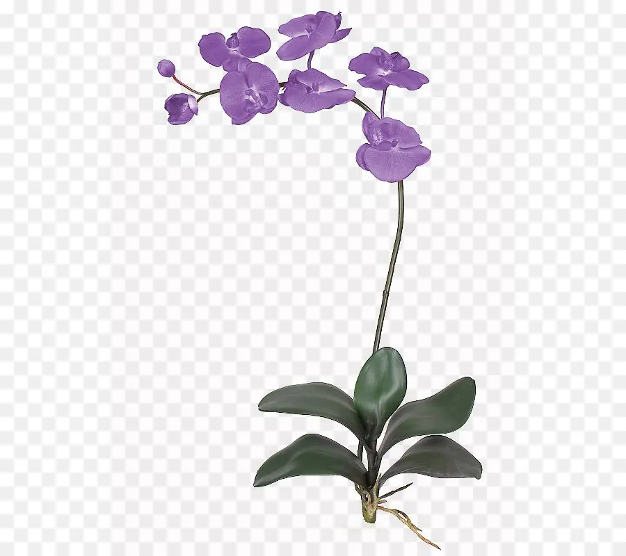 Orchidée Violette，Usine PNG