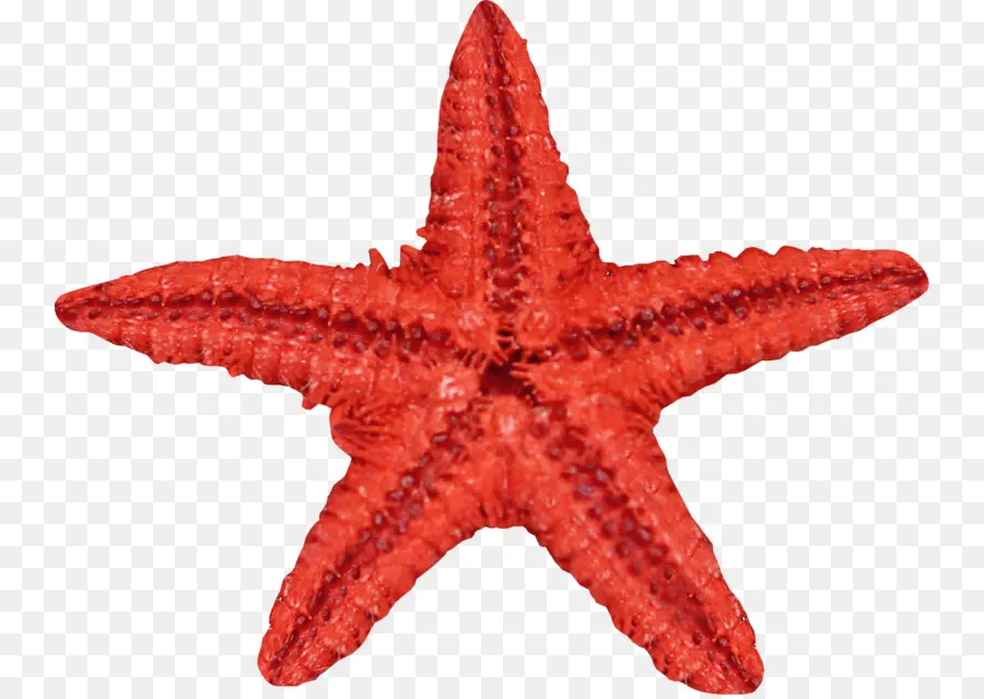 Les étoiles De Mer，L Oursin PNG