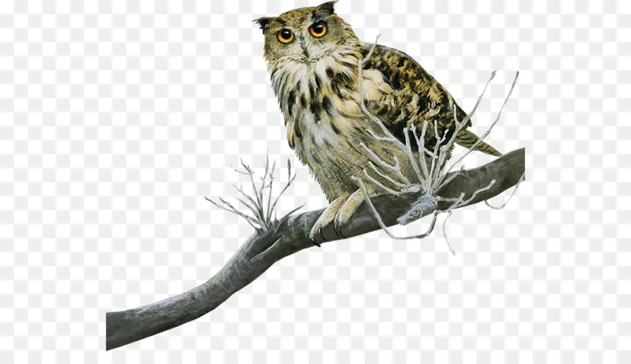 Hibou，Oiseau PNG