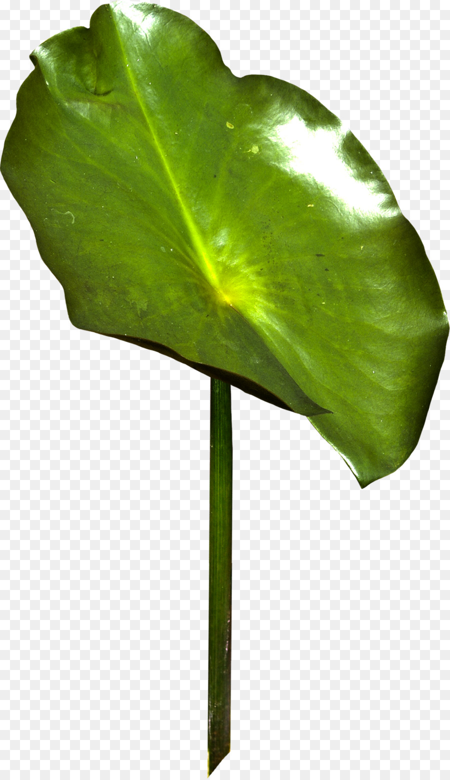 Feuille，Automne PNG