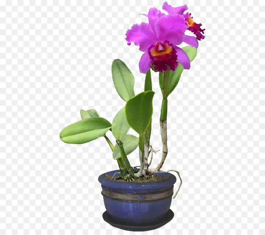 Teigne Des Orchidées，Plante PNG