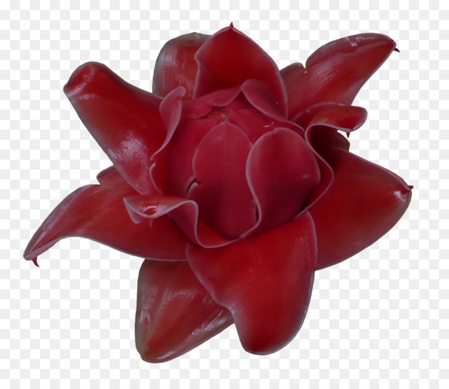 Flowerpot，Rouge PNG