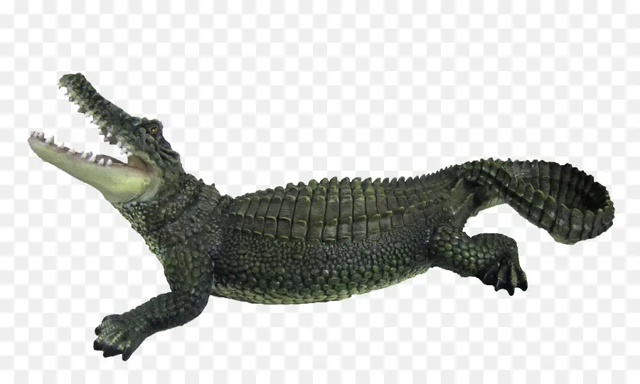 Crocodile，Reptile PNG